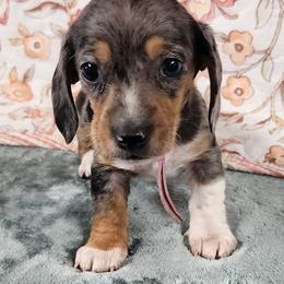 Polly - Dapple female Dachshund puppy in Anaconda, Montana from Williams Family Dachshunds