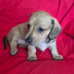 Bracken AKC Smooth Shaded Cream - Cream male Dachshund puppy in Los Angeles, California from Sterling Dachshunds