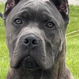Cane Corso All Grown Up from MVK9