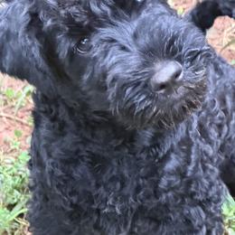 Lime Green boy-show quality companion - Blue and black male Kerry Blue Terrier puppy in Gainesville, Virginia from Cross the Rubicon KBT & Trebol SCWT