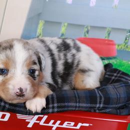 Linus - Blue merle male Miniature Australian Shepherd puppy in Macomb, Missouri from Faunus Farms and Aussies