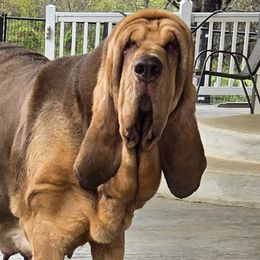 Cedar - Bloodhound