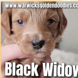Black Widow- Black collar - Red  female Goldendoodle puppy in Fort Worth, Texas from Stacy Warwick