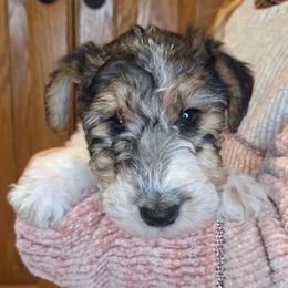 Sir Lancelot - White black and tan male Wire Fox Terrier puppy in Lancaster, Missouri from Missouri Meadows Farm