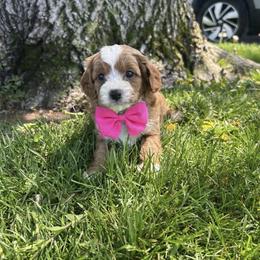 Bianca - Red female Cavapoo puppy in Mint Hill, North Carolina from DoodleForever