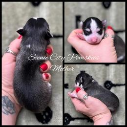 Mother - Black and white female Pomsky puppy in Rossville, Georgia from Scenic City Pomskies