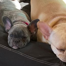 French Bulldogs from Valerie Straub