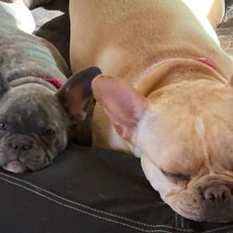 French Bulldogs from Valerie Straub