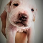 Pointer and Weimaraner Puppies from Silvershot Weimaraners and Pointers