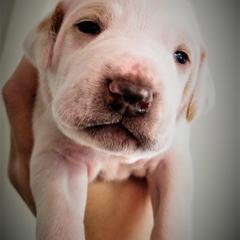 Pointer and Weimaraner Puppies from Silvershot Weimaraners and Pointers