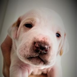Pointer and Weimaraner Puppies from Silvershot Weimaraners and Pointers