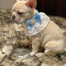 French Bulldog Puppies from QueenBFrenchies