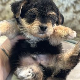Yorkipoo puppies from Doodle Pups Fur-Ever