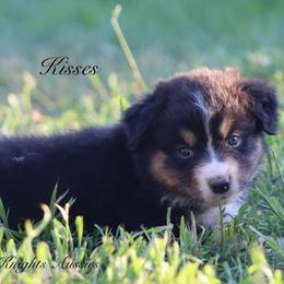 Kisses - Black tri-color female Australian Shepherd puppy in Ceres, California from Knight's Aussies
