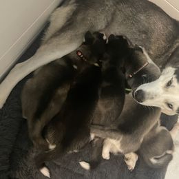 Siberian Husky Puppies from Husky Love and Pups