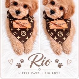 Rio - Apricot male Maltipoo puppy in Huntington Beach, California from Boujeepups