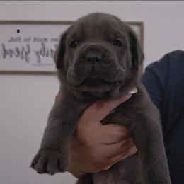 Black Collar - Comet - Gray male Cane Corso puppy in Lake Elsinore, California from CRUCIAL CANE CORSOS