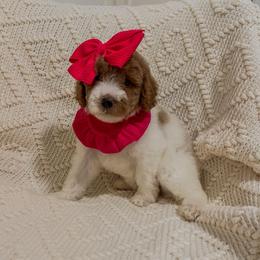 Mockingbird (Our Lone Star State litter) - Parti female Goldendoodle puppy in Hopkins County, Texas from Boutique Doodles