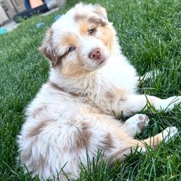 Fig - Red merle male Miniature American Shepherd puppy in Herriman, Utah from Painted Blue Aussies