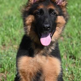 Cosmo - Black and red male German Shepherd puppy in Azle, Texas from Nuckols-Alsup Canines German Shepherds