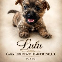 Lulu - Red female Cairn Terrier puppy in Pottersville, Missouri from Cairn Terriers of Heatherridge,LLC