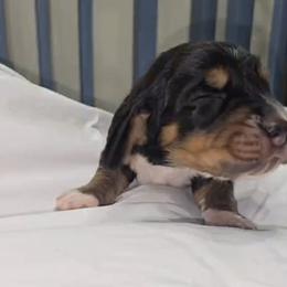 Basset Hound Puppies from Buck Wild 4 Bassets