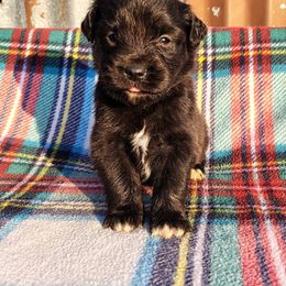 Cornbread - Black tri male Miniature Australian Shepherd puppy in Muskogee, Oklahoma from Tagalong Lane Australian shepherds