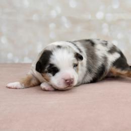 Miniature Australian Shepherd and Toy Australian Shepherd Puppies from Shooting Stars Ranch Toy and Mini Aussies