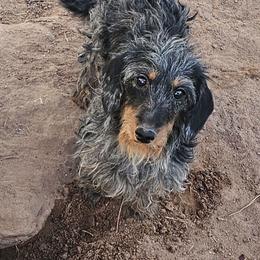 Velcro - Dachshund