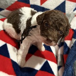 Black Collar Boy - Phantom male Poodle puppy in Huntsville, Alabama from Flint River Poodles