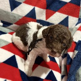 Black Collar Boy - Phantom male Poodle puppy in Huntsville, Alabama from Flint River Poodles