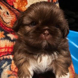 Boy 1 - Liver male Shih Tzu puppy in Wooster, Ohio from Mending Hearts Shih Tzu's