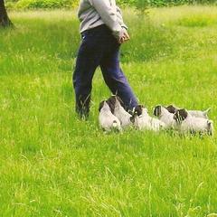 German Wirehaired Pointer Puppies from Inverness Kennels