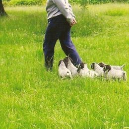 German Wirehaired Pointer Puppies from Inverness Kennels