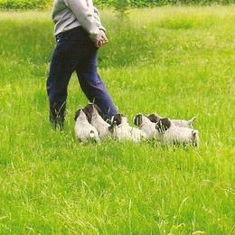 German Wirehaired Pointer Puppies from Inverness Kennels