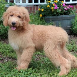 Goldendoodle puppies from Carolina Doodle Puppies