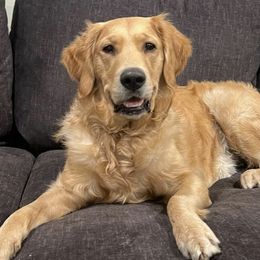 Golden Retrievers from Mishka's Minions