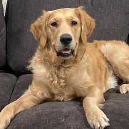 Golden Retrievers from Mishka's Minions