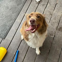 Miniature Australian Shepherds from Southern Aussies