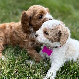Cockapoo Puppies from Maple’s Cockapoo Puppies