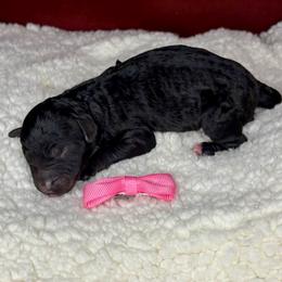Clove - Black phantom female Aussiedoodle puppy in Gresham, Oregon from Daisys Doodles