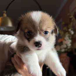 Shakes - Sable male Pembroke Welsh Corgi puppy in Delray Beach, Florida from Holly's Pembroke Welsh Corgis