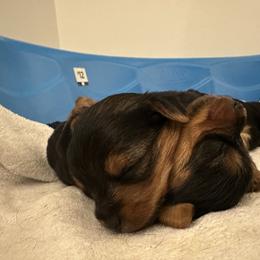 Yorkshire Terrier Puppies from PUPS “ R” US