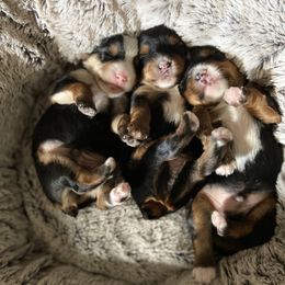 Yorkshire Terrier Puppies from VA Exclusive Yorkies