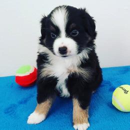 Miniature Australian Shepherd Puppies from Aussies Acre