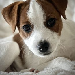 Jack Russell Terrier Puppies from Shavano Creek Jack Russell Terriers, LLC