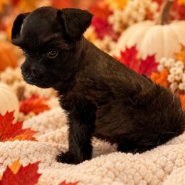 Sable Boy - Black male Miniature Schnauzer puppy in San Augustine, Texas from My Little Schnauzer Pals