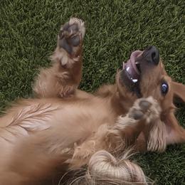 Odin - Dachshund