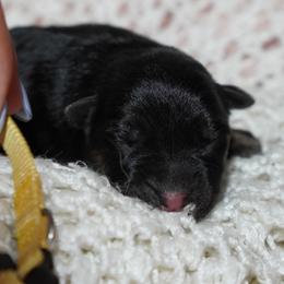 Ghost - Black and red male German Shepherd puppy in Llano, Texas from Von Ark German Shepherds
