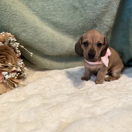 Beth Rose - Cream female Dachshund puppy in Morristown, Tennessee from Hillside Hounds